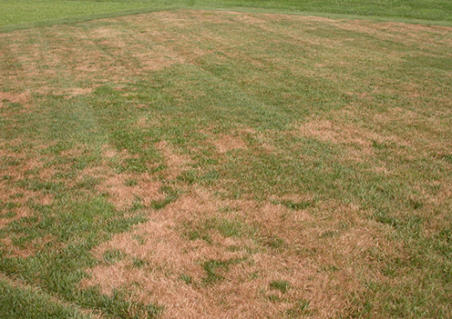 Brown Patch Disease on Lawn
