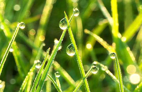 Close Up Rain Droplets on Grass Blades
