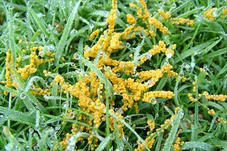 yellow-slime-mould