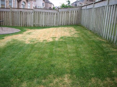 Melting-Out-Lawn