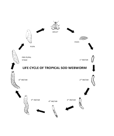 tropical sod webworm life cycle