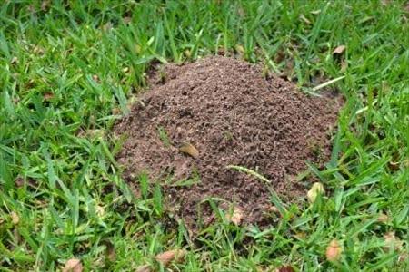 Fire ant hill