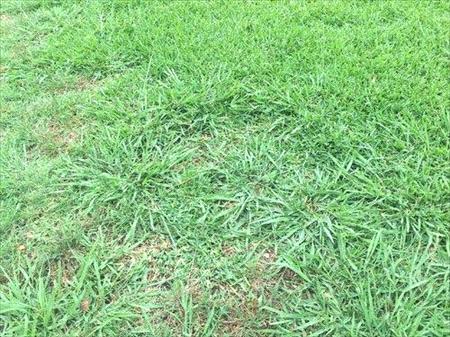 crabgrass in st.augustine lawn