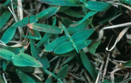 India Crabgrass