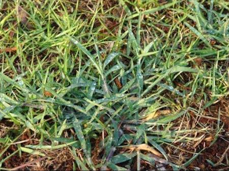 crabgrass in st.augustine lawn